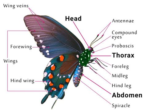 first form of butterfly figgerits|The Parts of a Butterfly .
